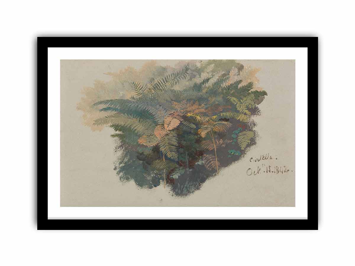 A Study of Ferns
