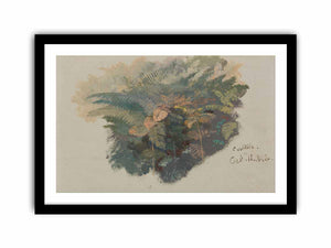 A Study of Ferns