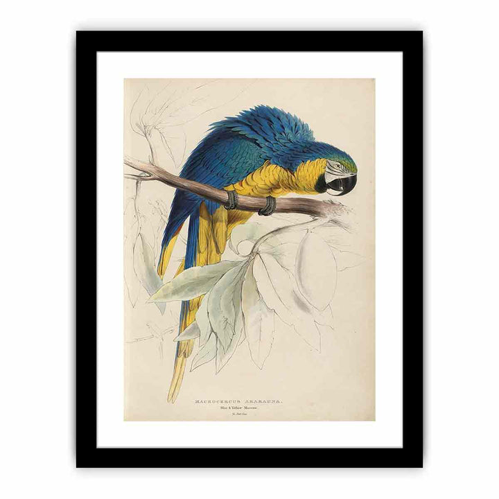 Illustrations of the family of Psittacidœ, or parrots, plate