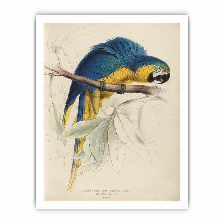 Illustrations of the family of Psittacidœ, or parrots, plate