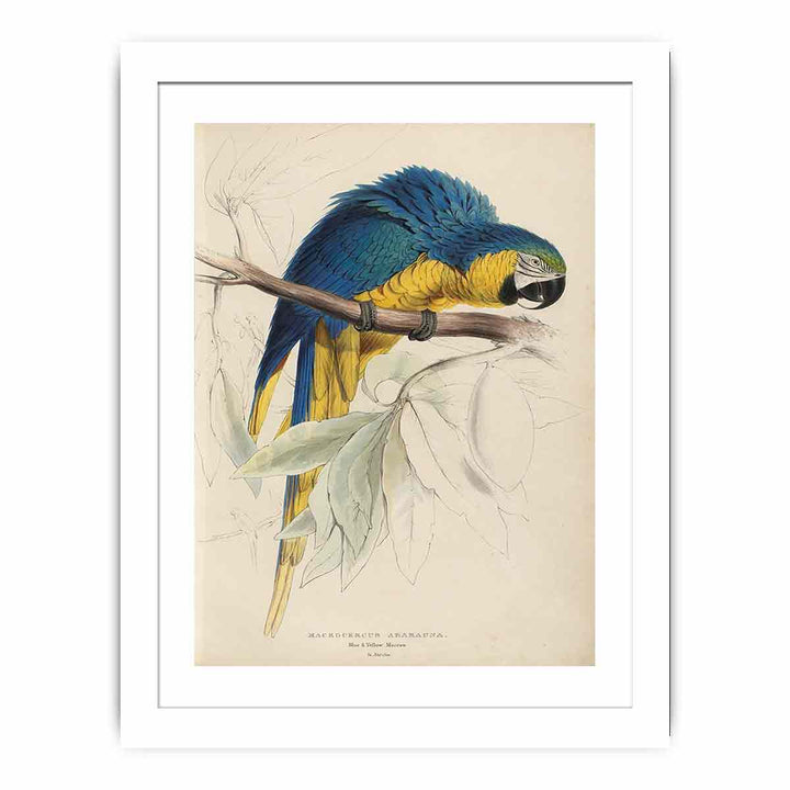 Illustrations of the family of Psittacidœ, or parrots, plate