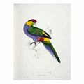 Purpureicephalus spurius -Platycercus pileatus Red-capped Parrakeet -male -by Edward Lear