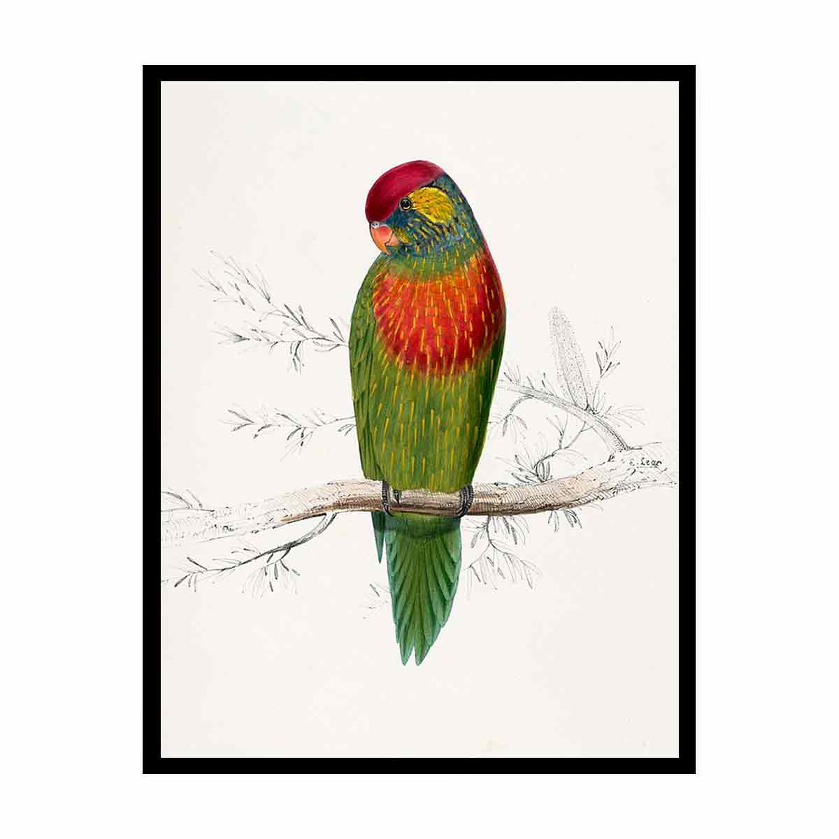 Psitteuteles versicolor by Edward Lear