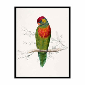 Psitteuteles versicolor by Edward Lear