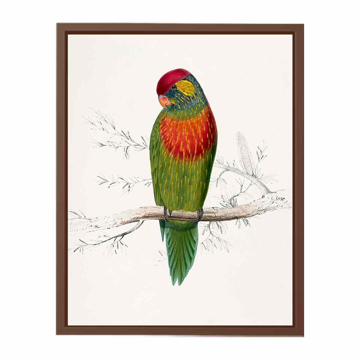 Psitteuteles versicolor by Edward Lear