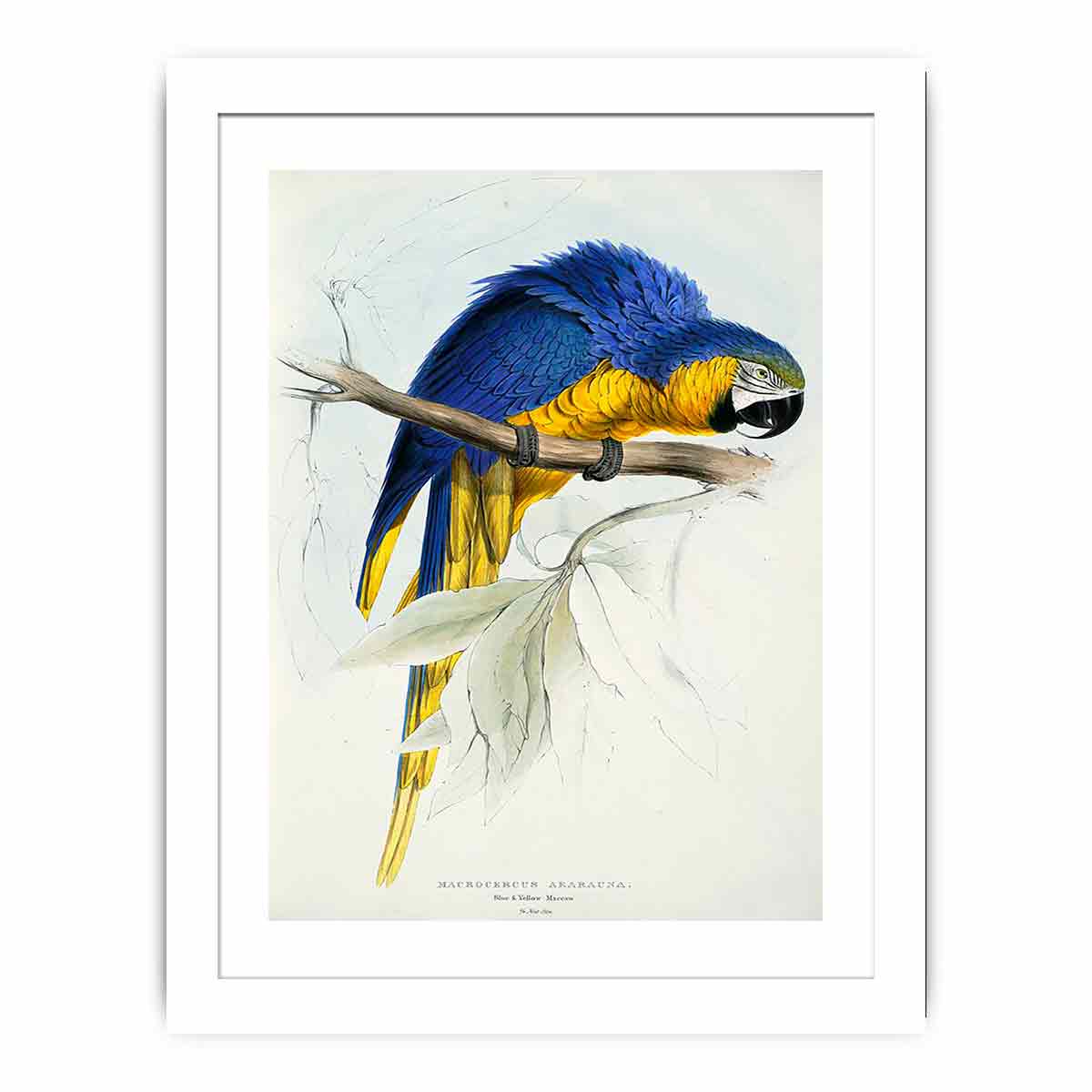 Ara ararauna -Macrocercus ararauna Blue & yellow Maccaw -by Edward Lear