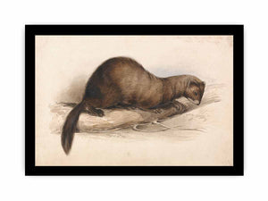 A Weasel