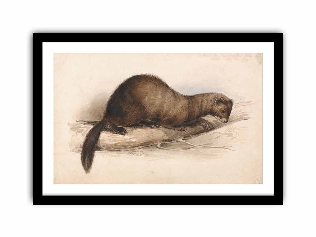 A Weasel