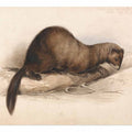 A Weasel