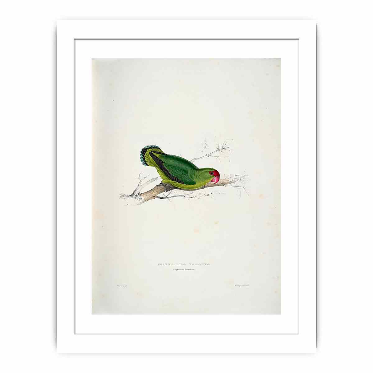 Agapornis taranta -Psittacula taranta Abyssinian parrakeet -by Edward Lear