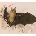 Rhinolophus ferremequinum (Horseshoe Bat)