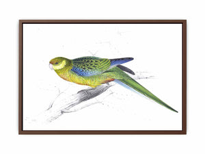 Lear plate 24 Platycercus stanleyii juv