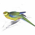 Lear plate 24 Platycercus stanleyii juv