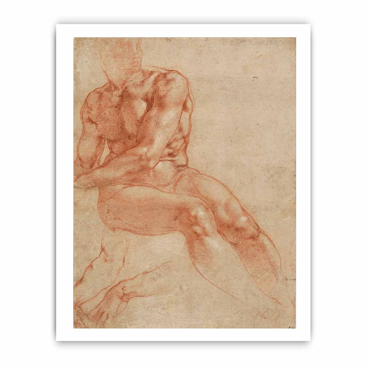 Male Nude Study By Michelangelo Buonarroti