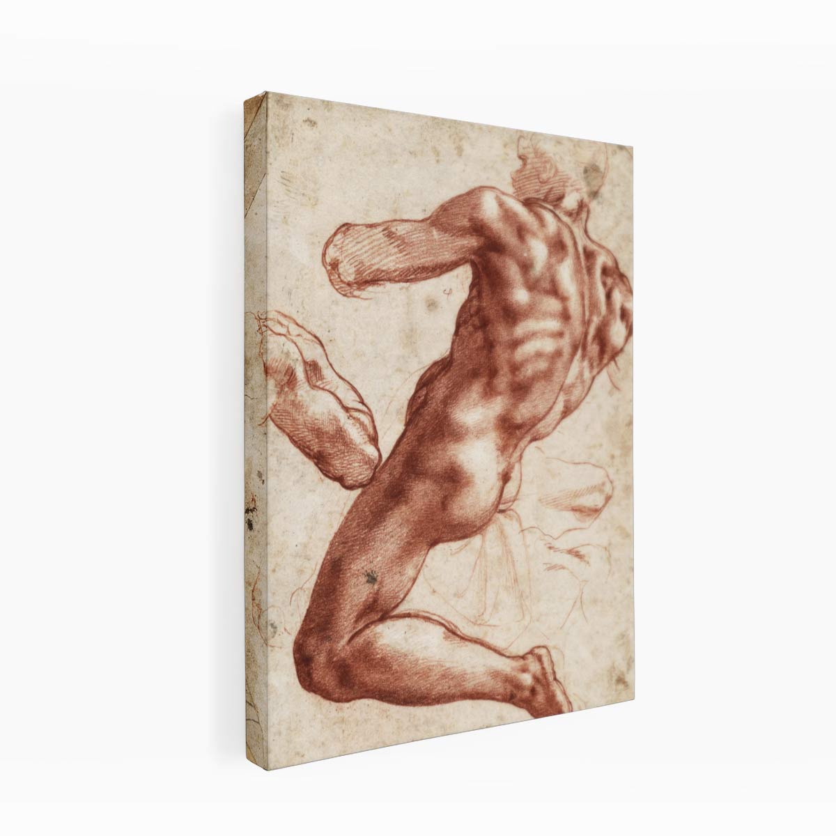 Study for an ignudo By Michelangelo Buonarroti