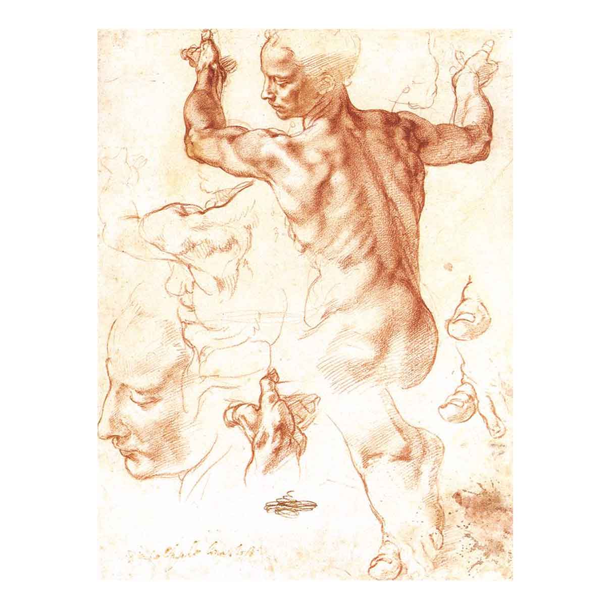 Study for the Libyan Sibyl By Michelangelo Buonarroti
