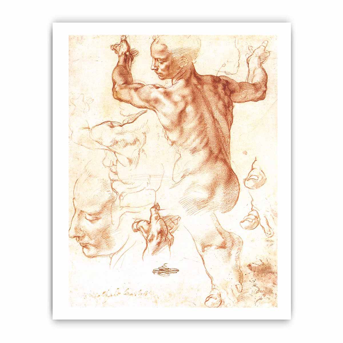 Study for the Libyan Sibyl By Michelangelo Buonarroti
