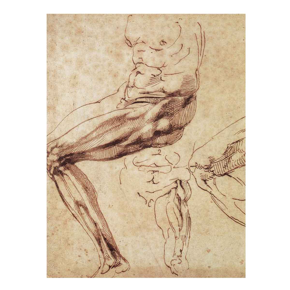 Three Studies of a Leg By Michelangelo Buonarroti
