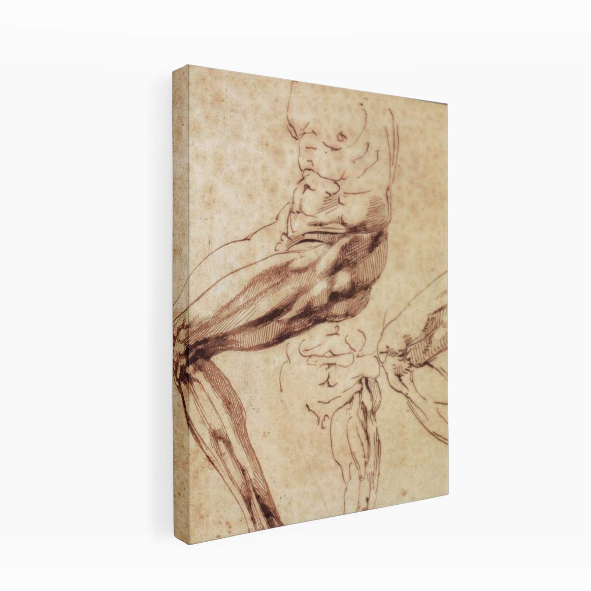 Three Studies of a Leg By Michelangelo Buonarroti