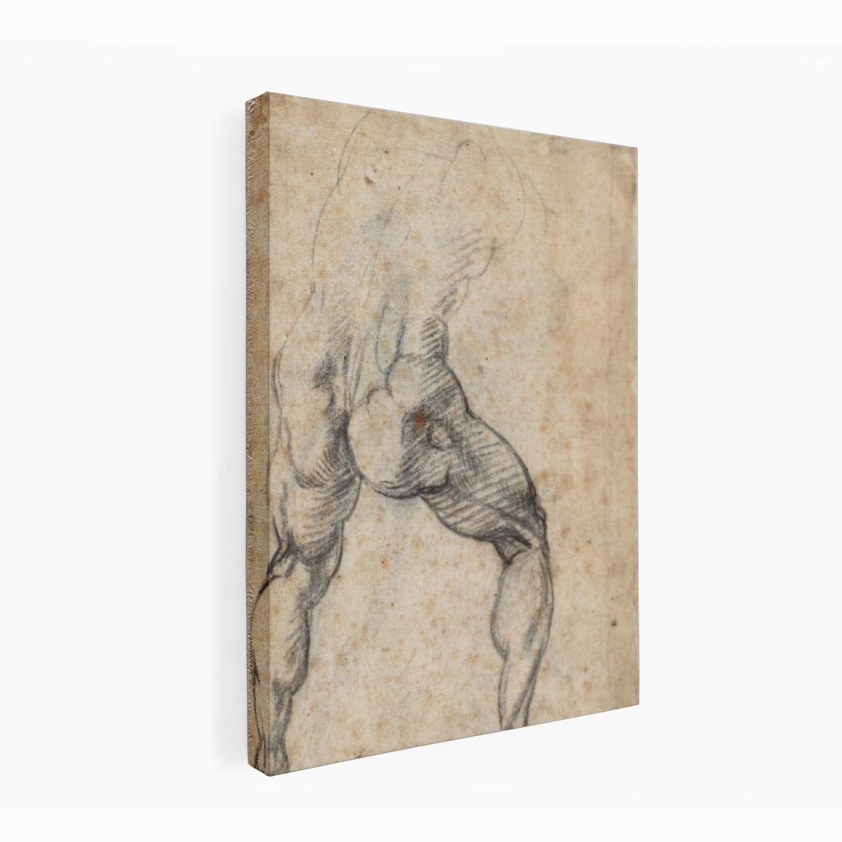 Male Nude, Seen from the Rear (verso) By Michelangelo Buonarroti