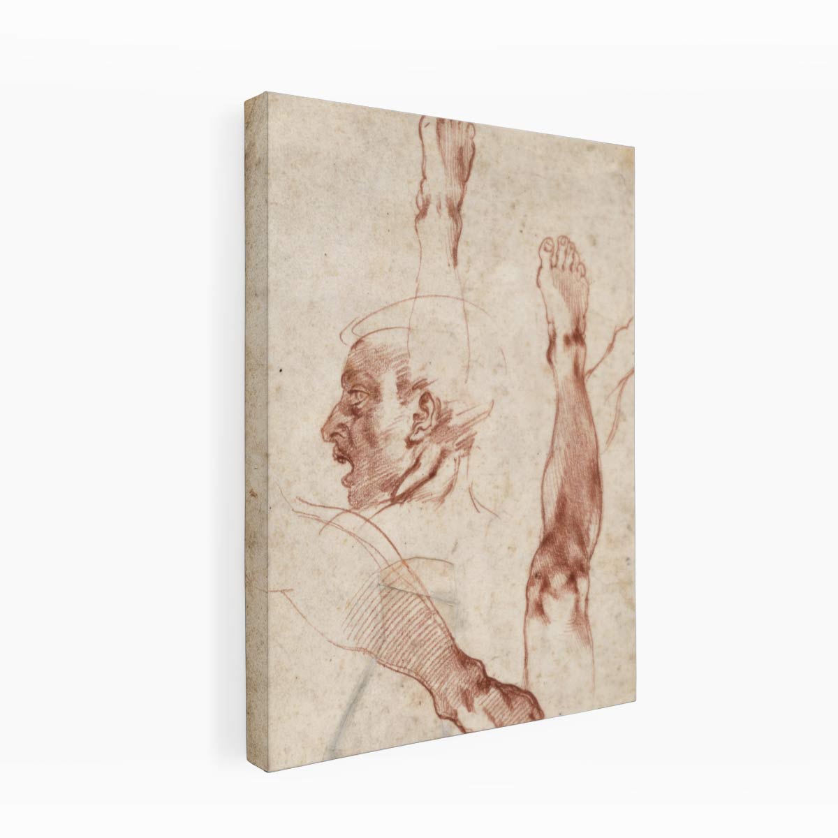 Male Head in Profile and Leg Studies (recto) By Michelangelo Buonarroti