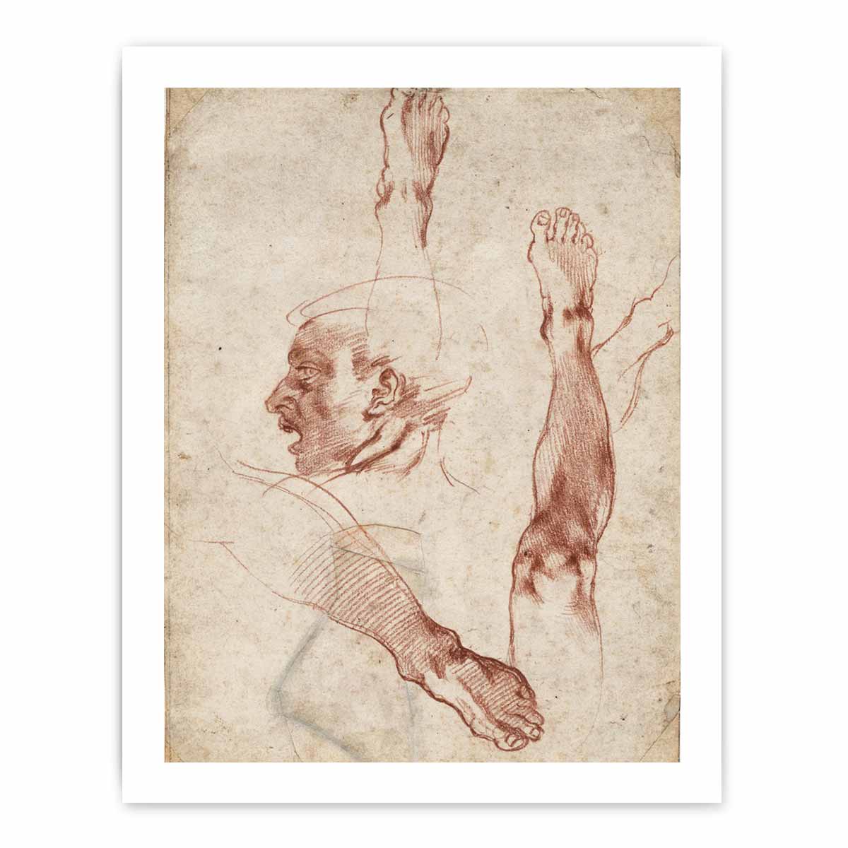 Male Head in Profile and Leg Studies (recto) By Michelangelo Buonarroti