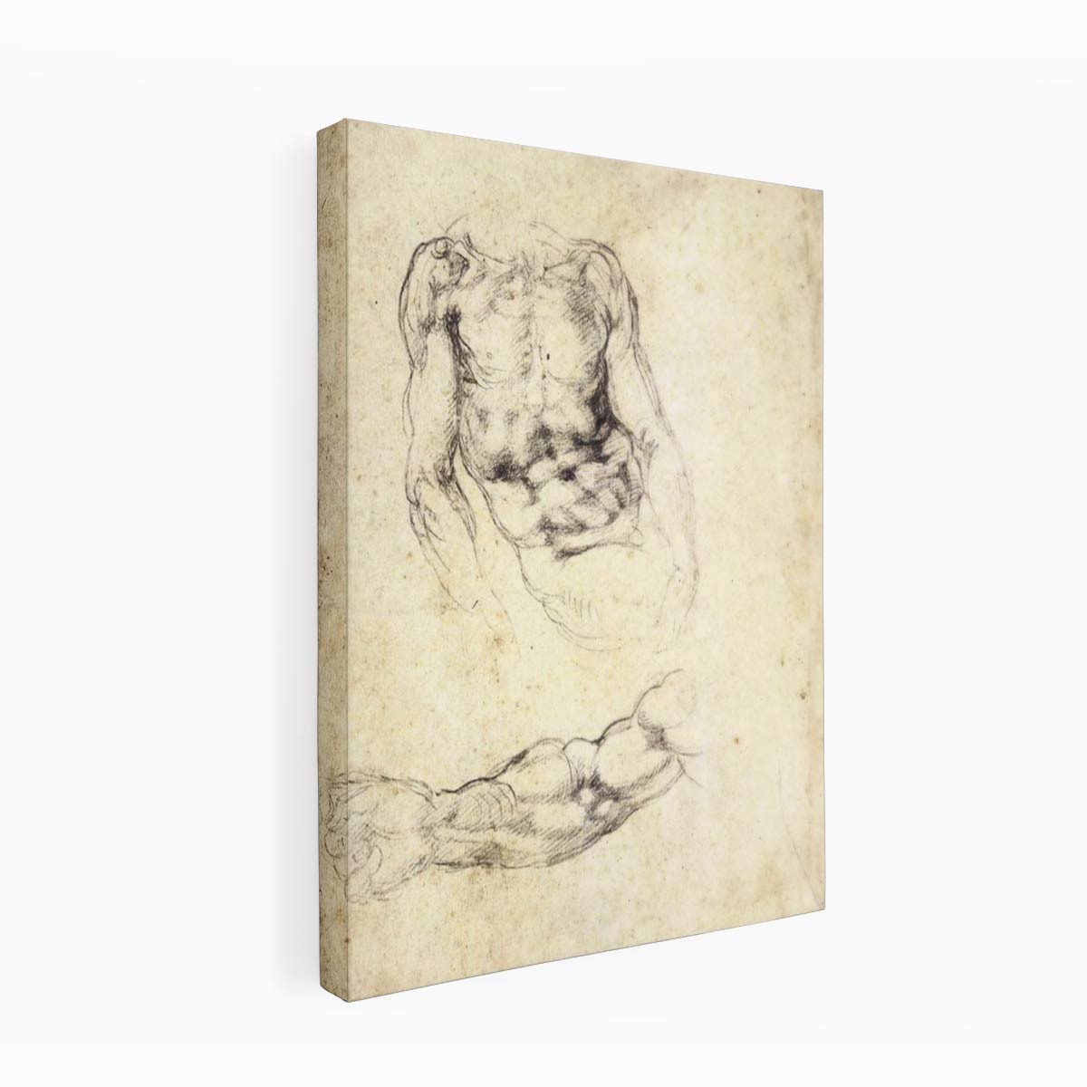 Upper Body of a Sitting Man and Study of a Right Arm (recto) By Michelangelo Buonarroti