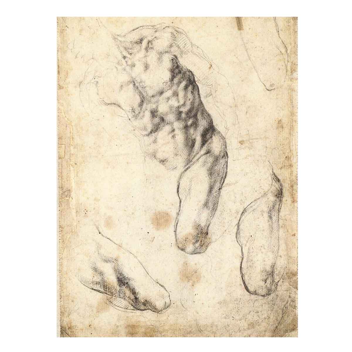 Studies of a Male Torso and Left Leg (verso), 1519-21 By Michelangelo Buonarroti
