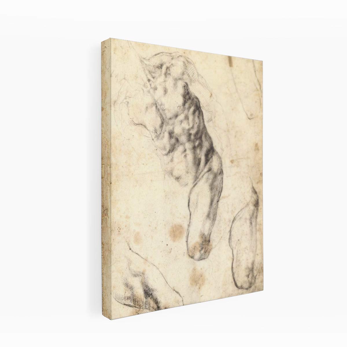 Studies of a Male Torso and Left Leg (verso), 1519-21 By Michelangelo Buonarroti