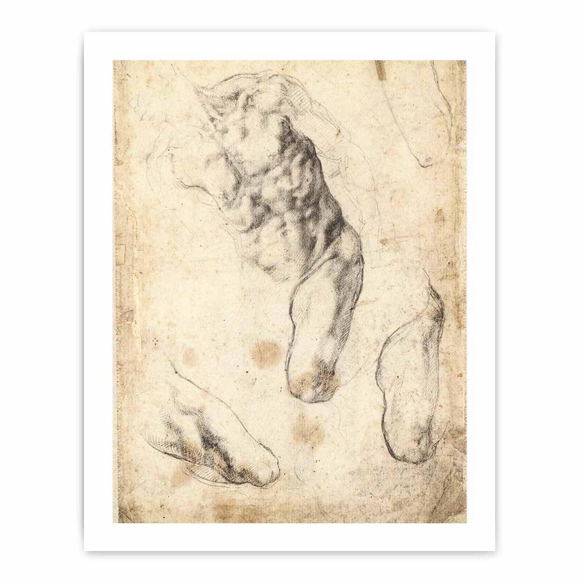 Studies of a Male Torso and Left Leg (verso), 1519-21 By Michelangelo Buonarroti