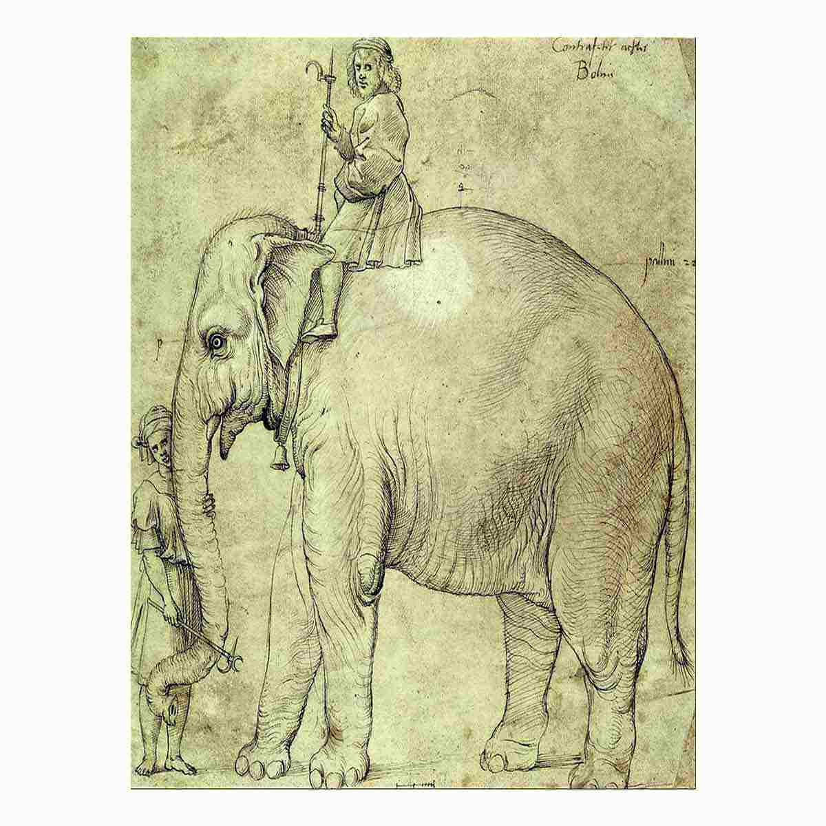 The Elephant Hanno By Raphael