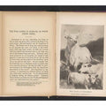 Reproductie van een prent van wild vee bij Chillingham door Sir Edwin Henry LandseerWild cattle at Chillingham (titel op object)