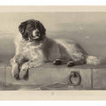 "A Distinguished Member of the Humane Society."