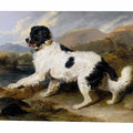 Lion: A Newfoundland Dog