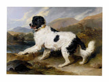 Lion: A Newfoundland Dog artwork preview