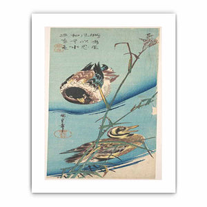 Mallard Ducks and Snow-covered Reeds MET