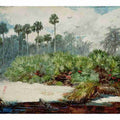 Florida Jungle