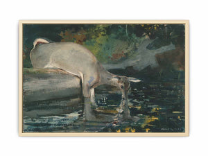 Deer Drinking