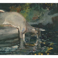 Deer Drinking