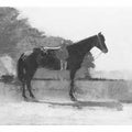 Saddle Horse in Farm Yard
