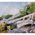 Guide Hiding a Canoe Under a Windfall