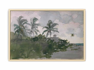 Coconut Palms