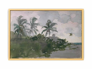 Coconut Palms