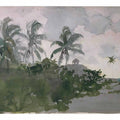 Coconut Palms