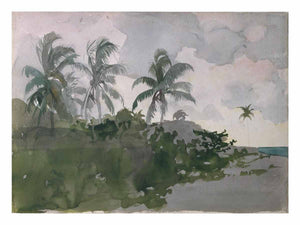 Coconut Palms