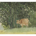Cow in Pasture