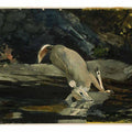 The Fallen Deer