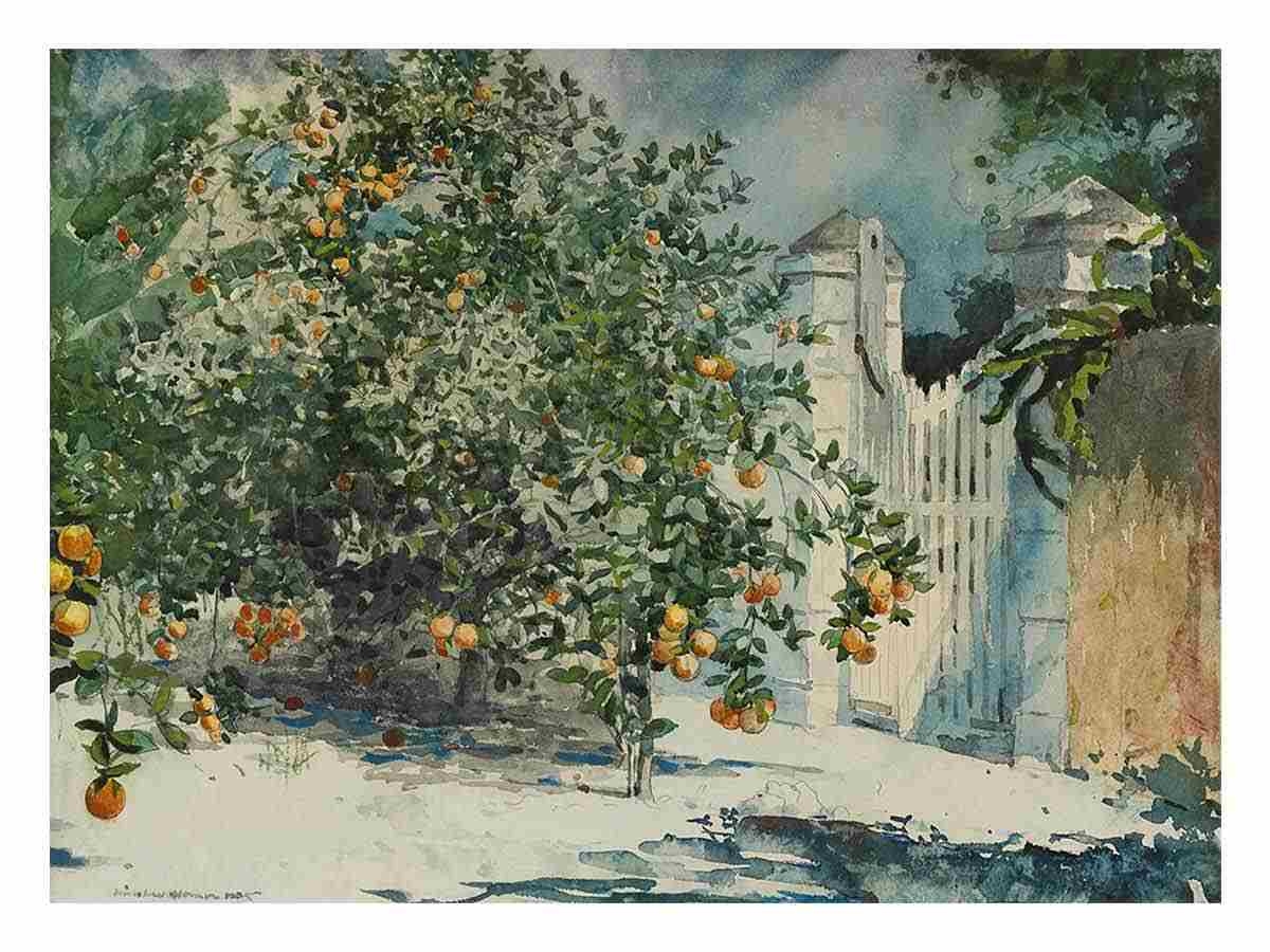 Orange trees and gate