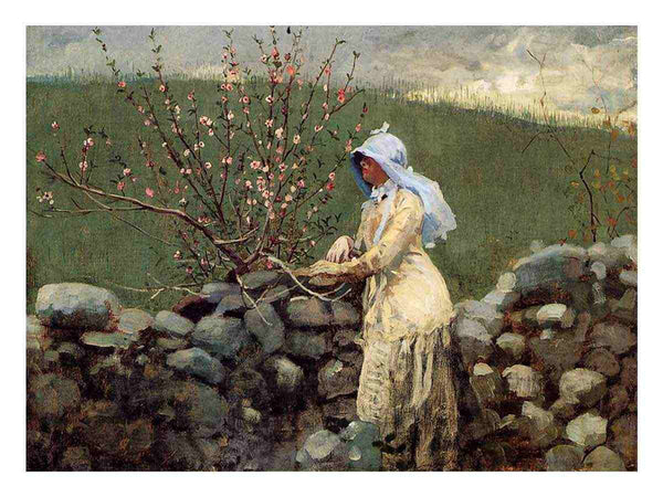 Peach Blossoms
