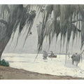 Spanish Moss, Tampa bay, Florida